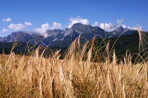 L’Unione Comuni Garfagnana promuove un tavolo di confronto nel settore agricolo