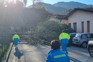 Cade un albero dopo il forte vento: Pinocci interroga Saisi