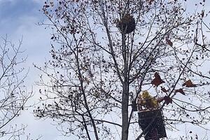 Garfagnana Vespa Velutina ancora attivo: neutralizzato un nido di vespa velutina sul Baluardo San Donato