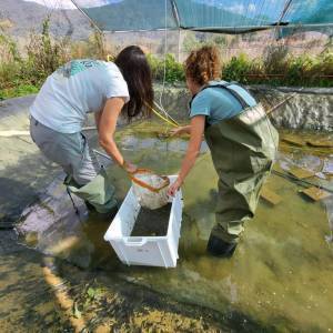 Intruzione gambero fiume italiano Parco nazionale Appennino progetto LIfe Craw (14)